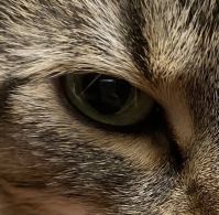 Auge 2.jpg