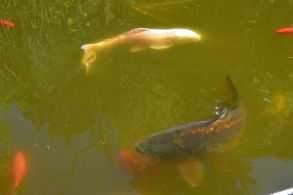 Wasser 4.JPG