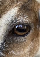 Auge 4.jpg